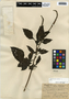 Heliotropium indicum L., Belize, W. A. Schipp 1169, F